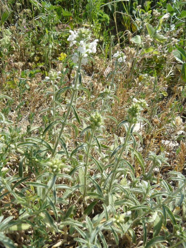 Image of Stachys iberica specimen.