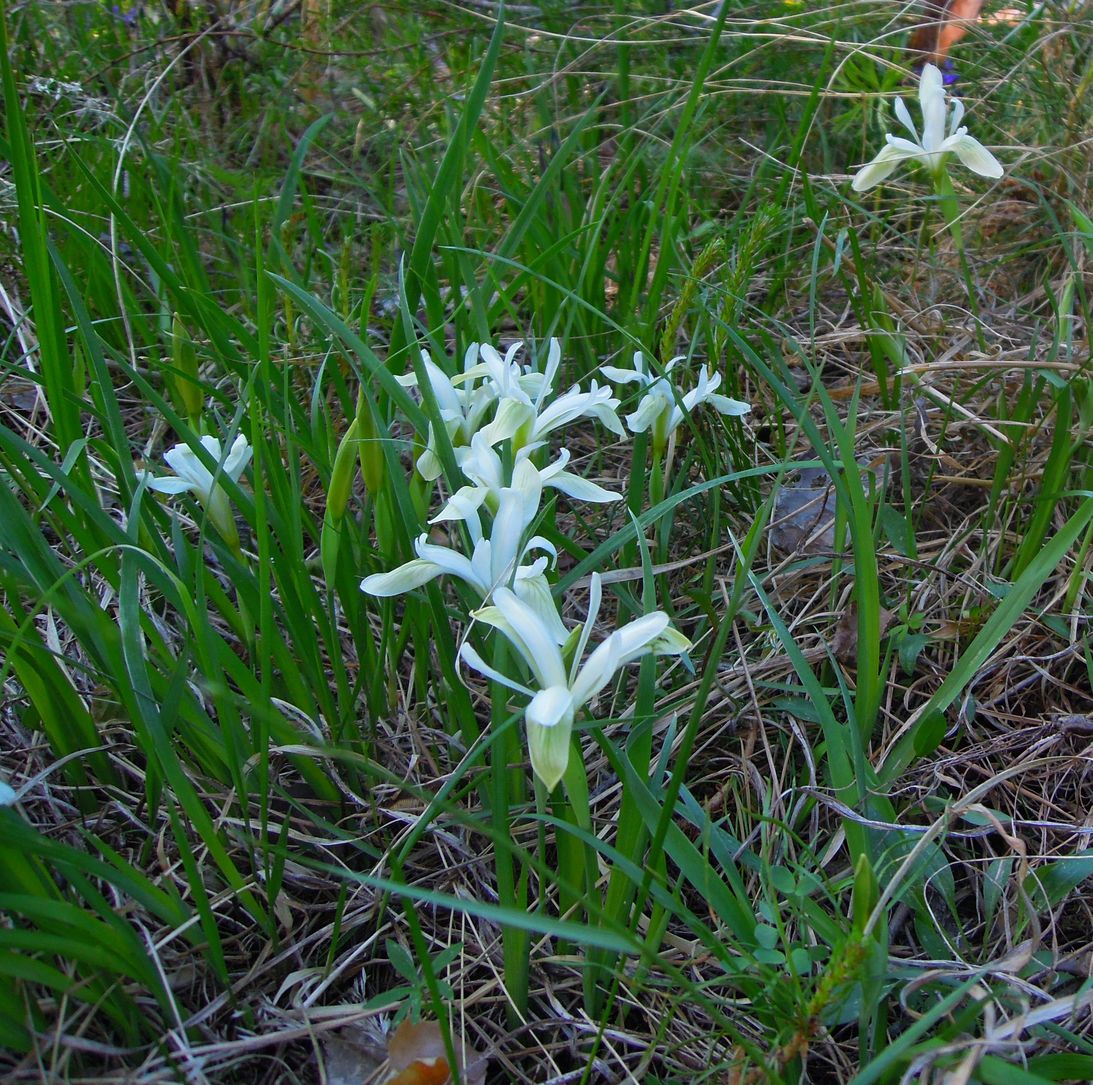 Изображение особи Iris ruthenica.