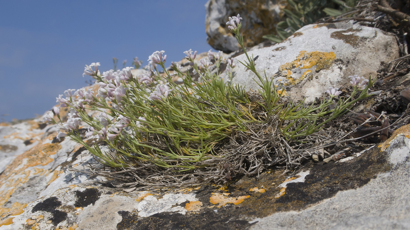 Image of Asperula cimmerica specimen.