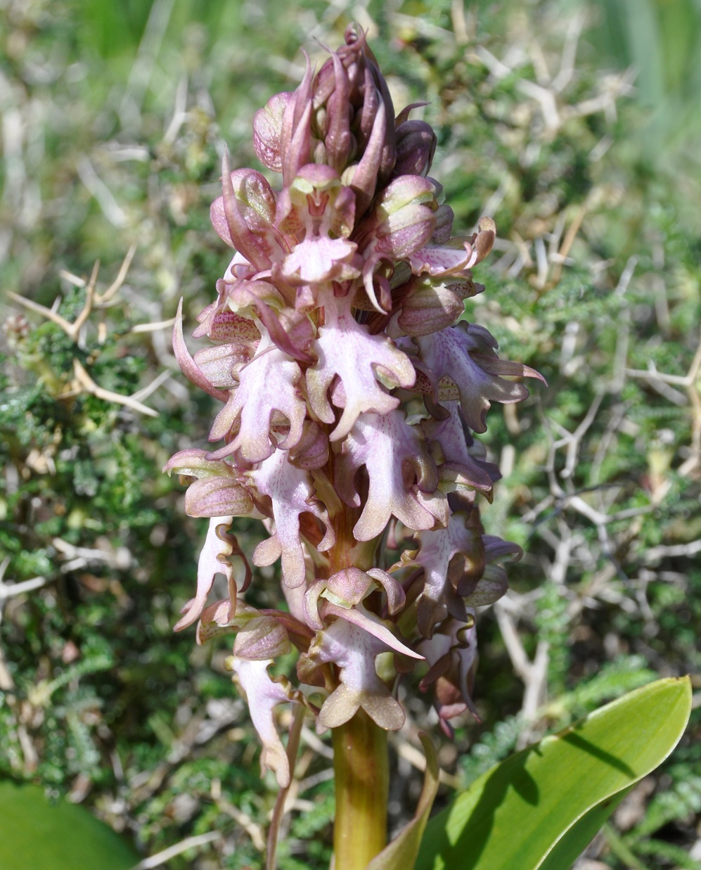 Image of Himantoglossum robertianum specimen.