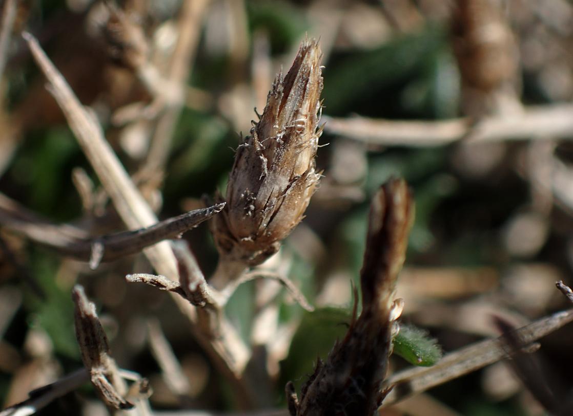 Image of Centaurea spinosa specimen.