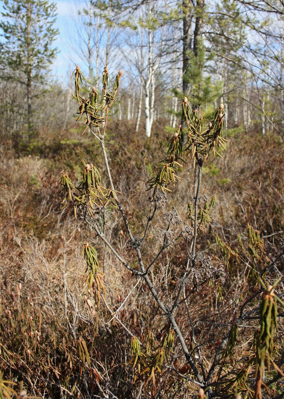 Image of Ledum palustre specimen.