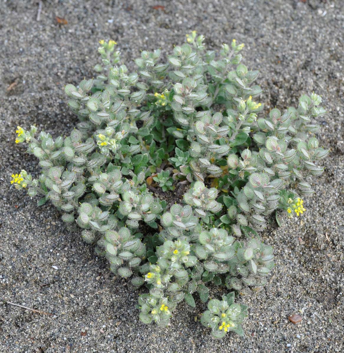 Image of Alyssum strigosum specimen.