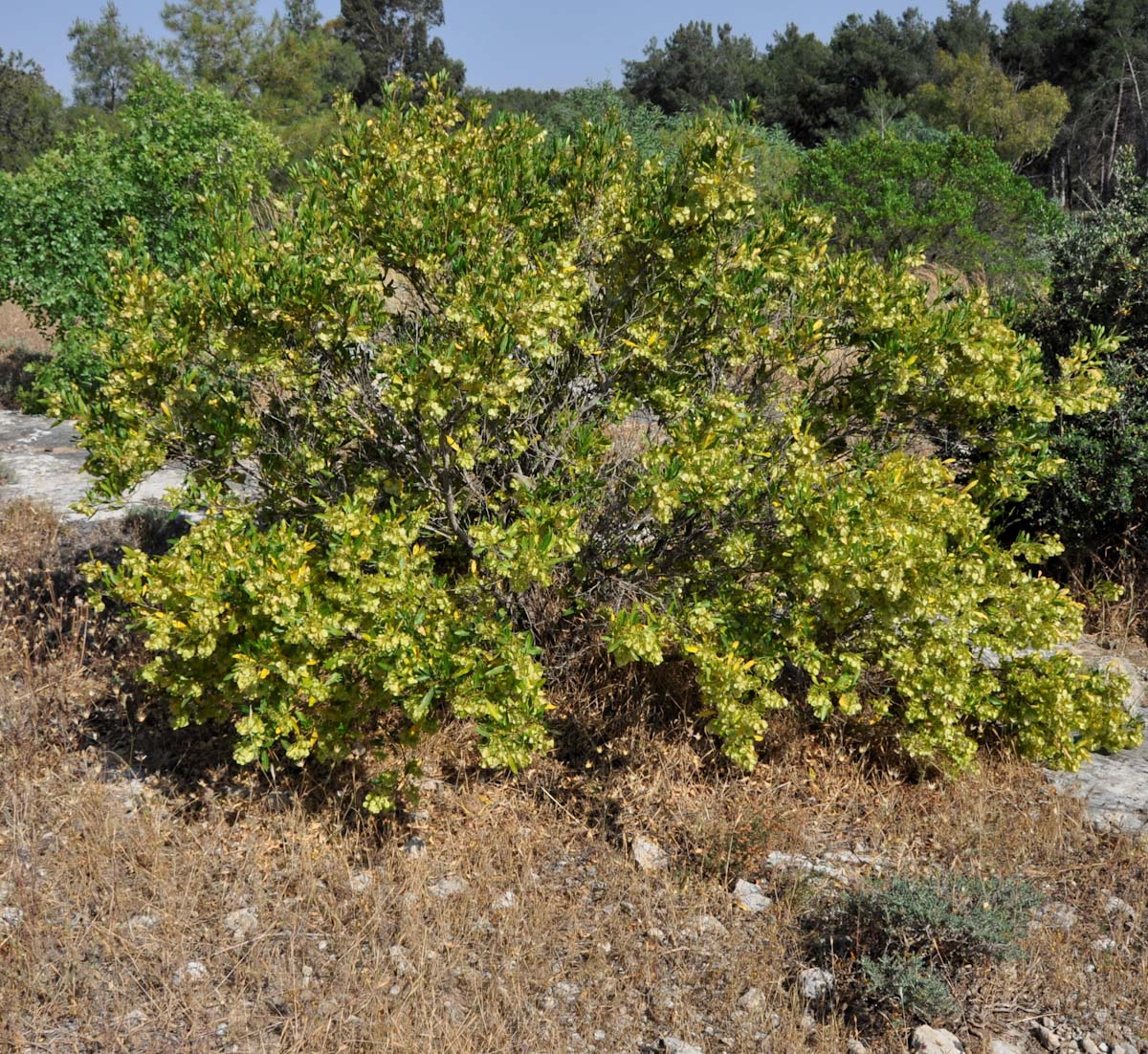 Image of Dodonaea viscosa specimen.