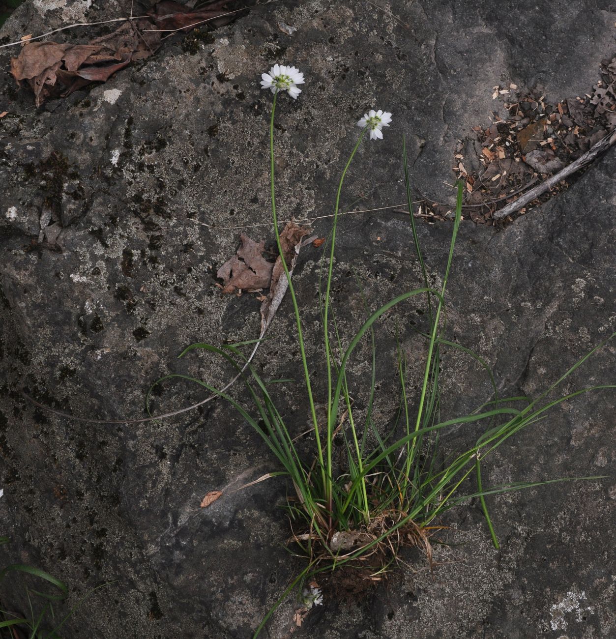 Image of Allium zebdanense specimen.