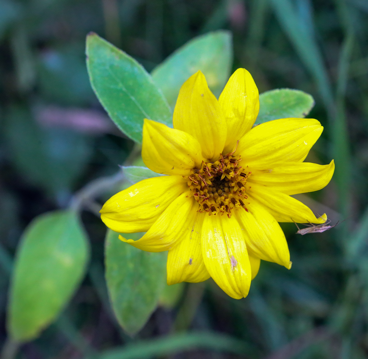 Image of Helianthus annuus specimen.