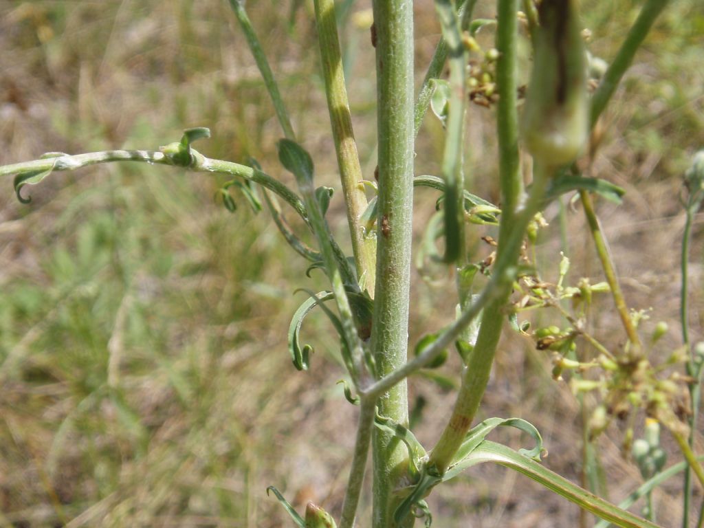 Image of Tragopogon ucrainicus specimen.