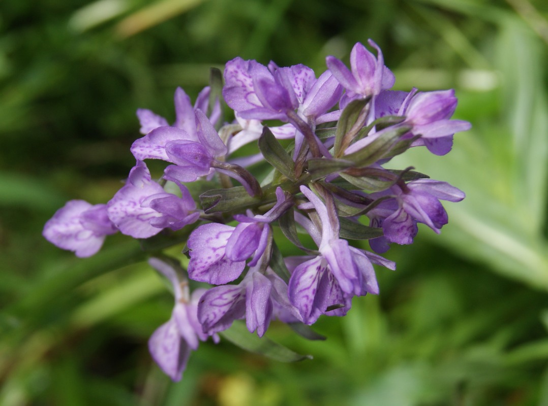 Image of genus Dactylorhiza specimen.