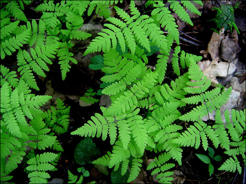 Image of Gymnocarpium dryopteris specimen.