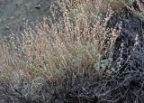 Artemisia rutifolia. Верхушки побегов с молодыми листьями и засохшими прошлогодними соцветиями. Алтай, Кош-Агачский р-н, долина р. Кызыл-Чин, ≈ 1800 м н.у.м., каменистый склон. 12.06.2019.