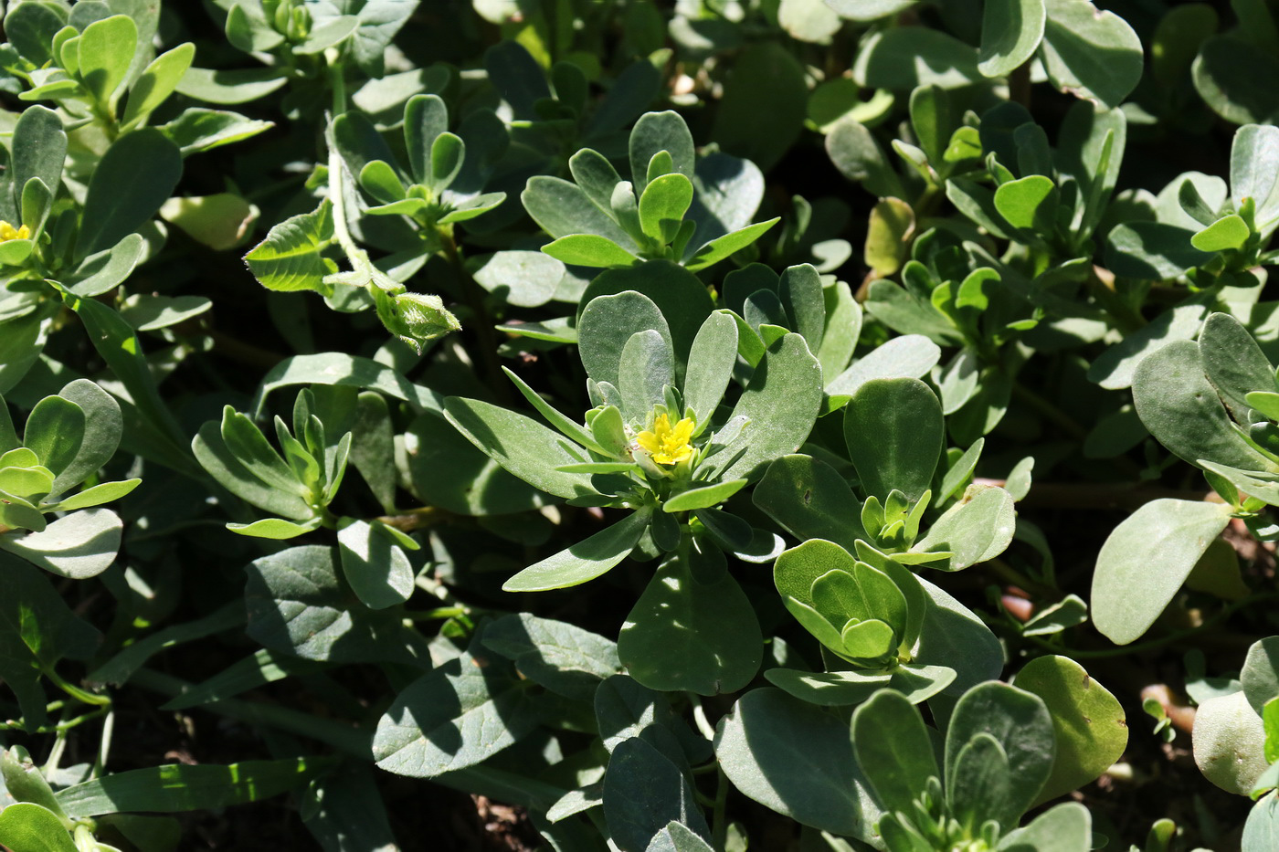 Изображение особи Portulaca oleracea.