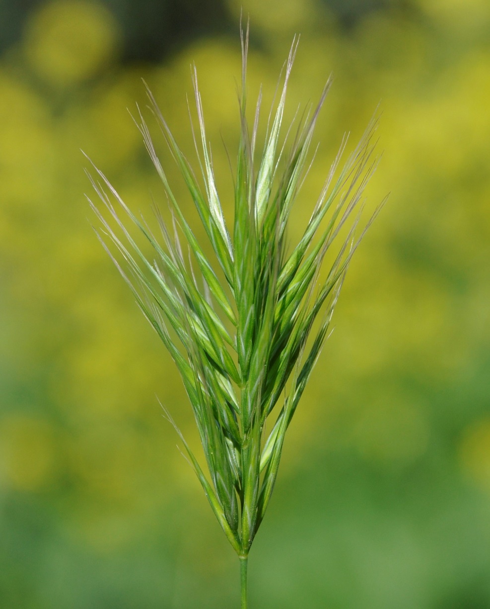 Image of Bromus scoparius specimen.