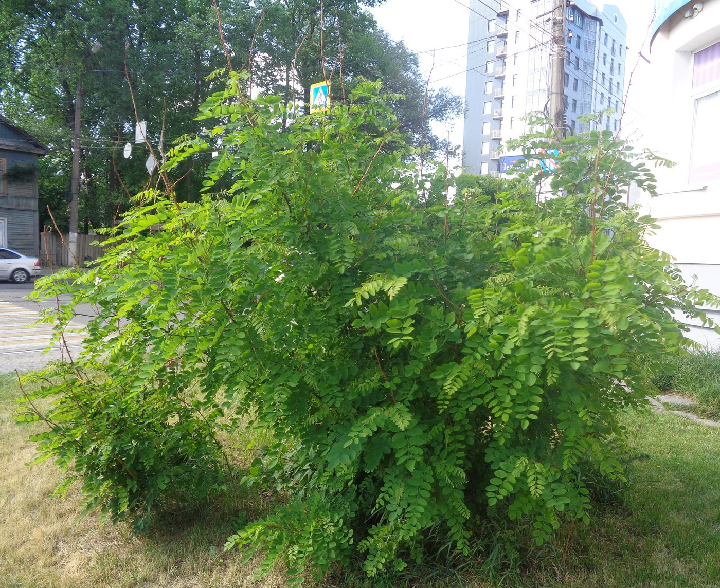 Изображение особи Robinia pseudoacacia.