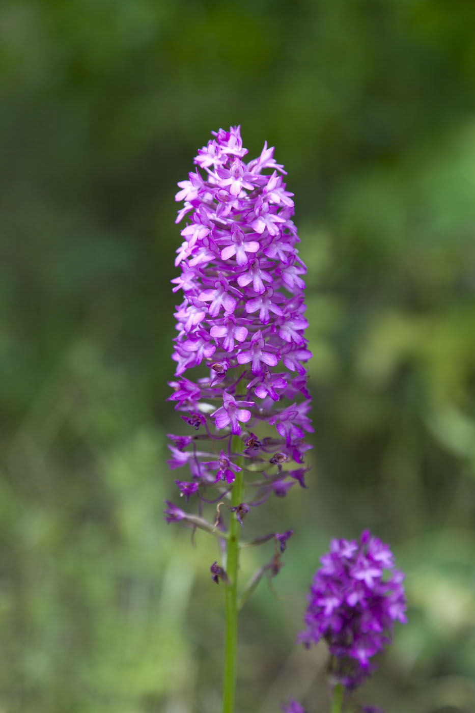 Изображение особи Anacamptis pyramidalis.