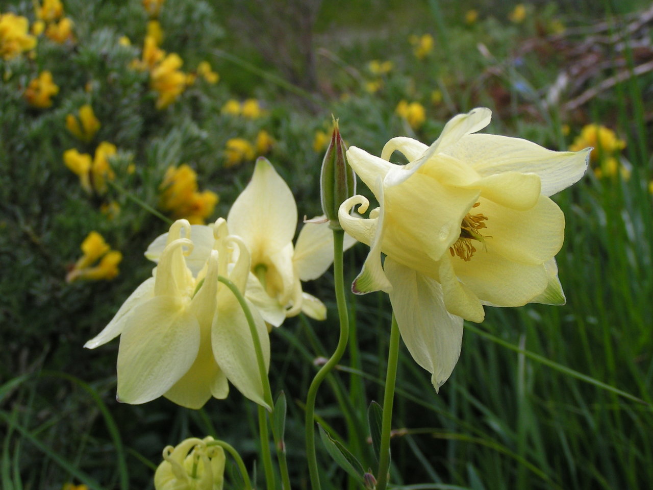 Image of Aquilegia aurea specimen.