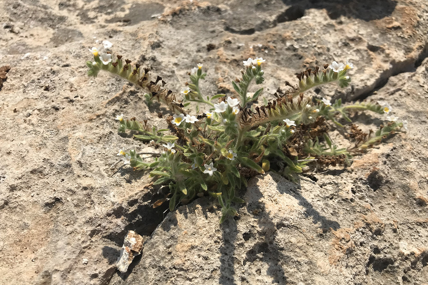 Изображение особи Heliotropium hirsutissimum.