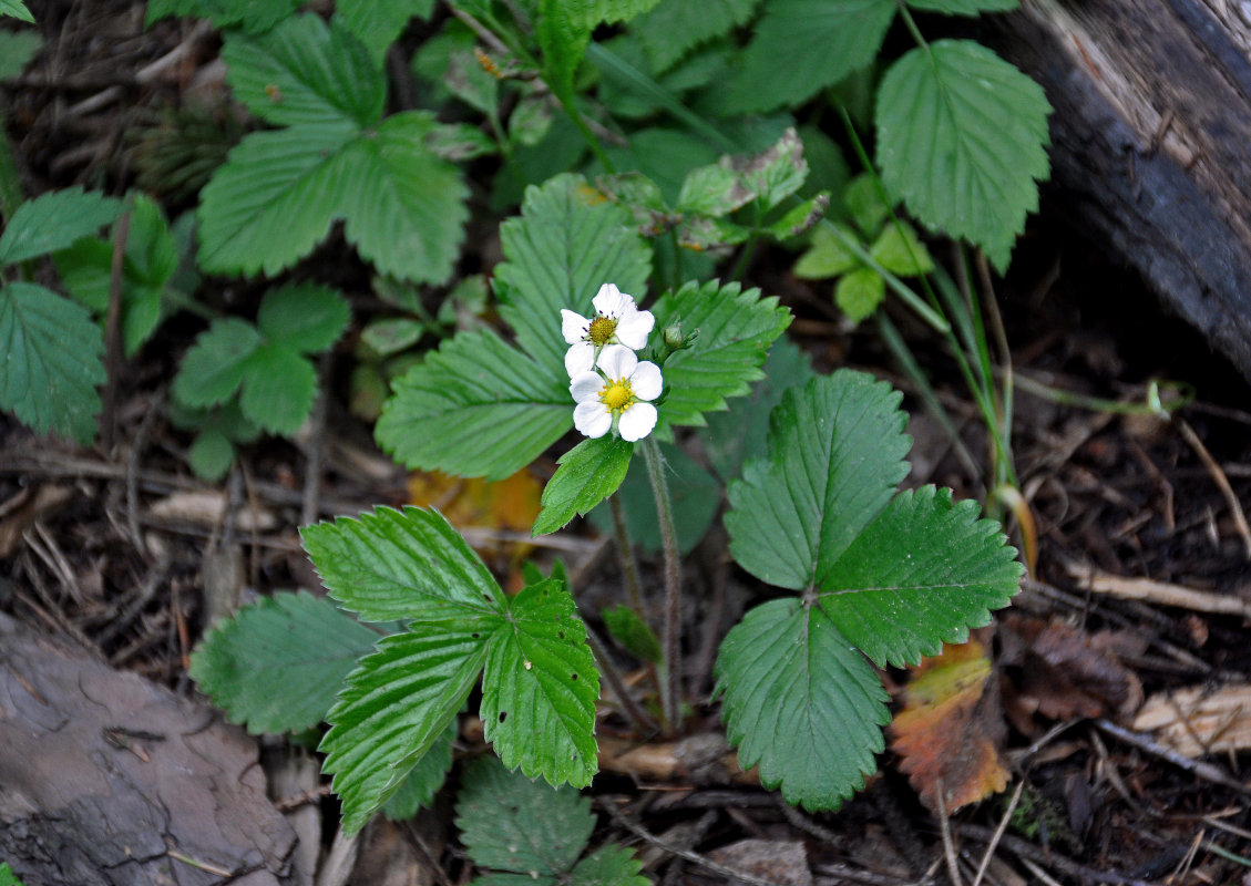 Изображение особи Fragaria vesca.