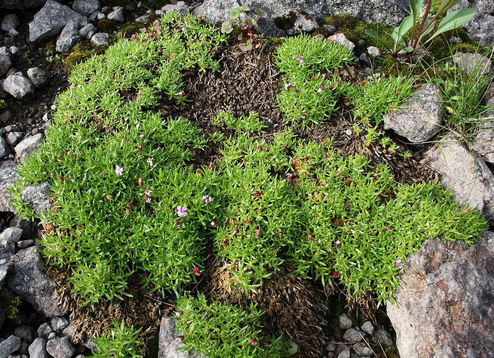 Image of Silene acaulis specimen.