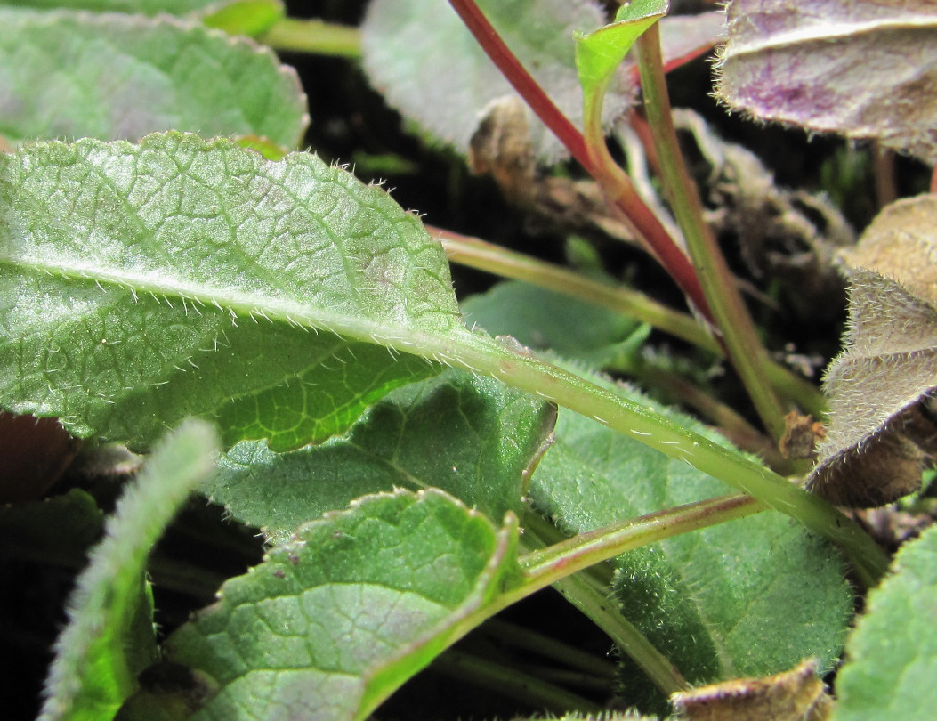 Image of genus Campanula specimen.