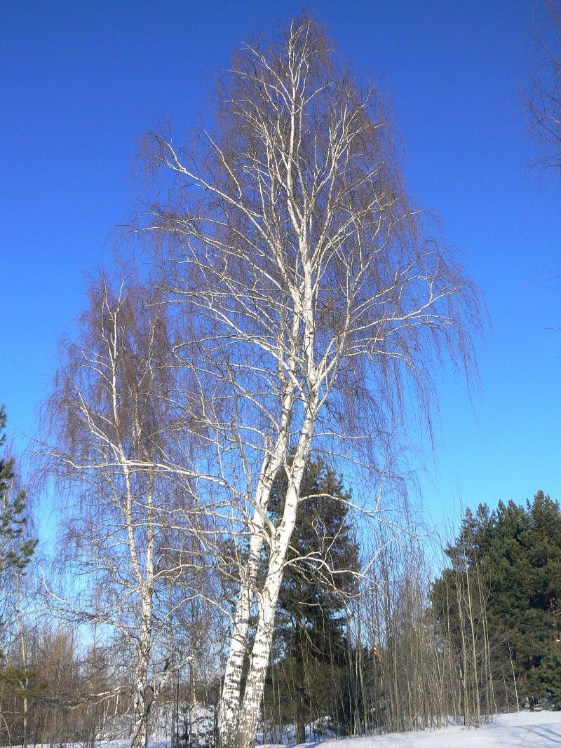 Image of Betula pendula specimen.