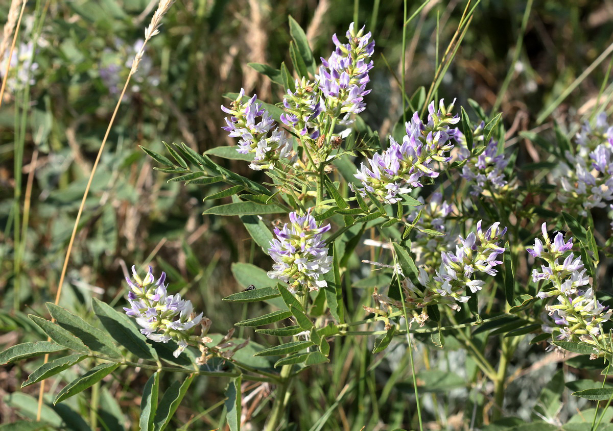 Изображение особи Glycyrrhiza glabra.