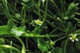 Ranunculus hederaceus