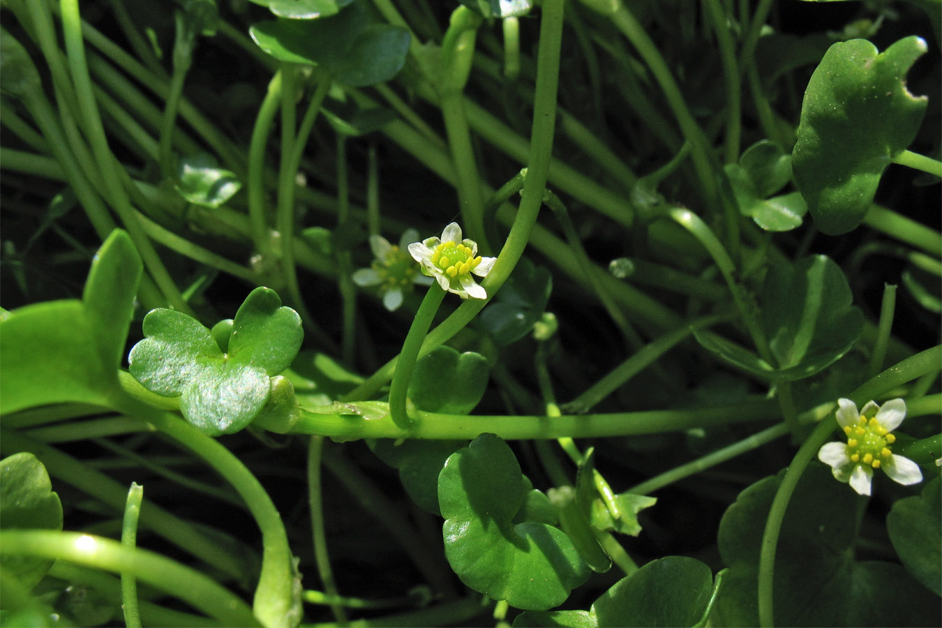 Image of Ranunculus hederaceus specimen.