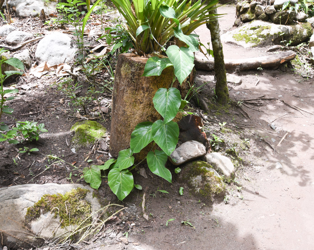 Image of Passiflora ligularis specimen.