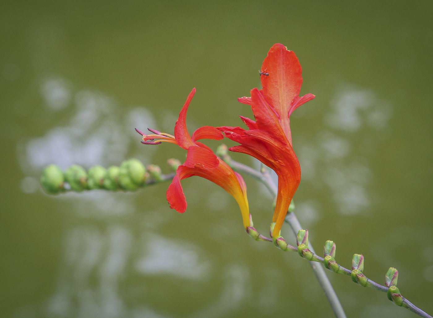 Image of Crocosmia &times; crocosmiiflora specimen.