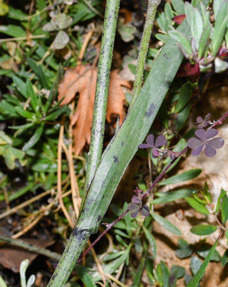 Image of genus Anigozanthos specimen.