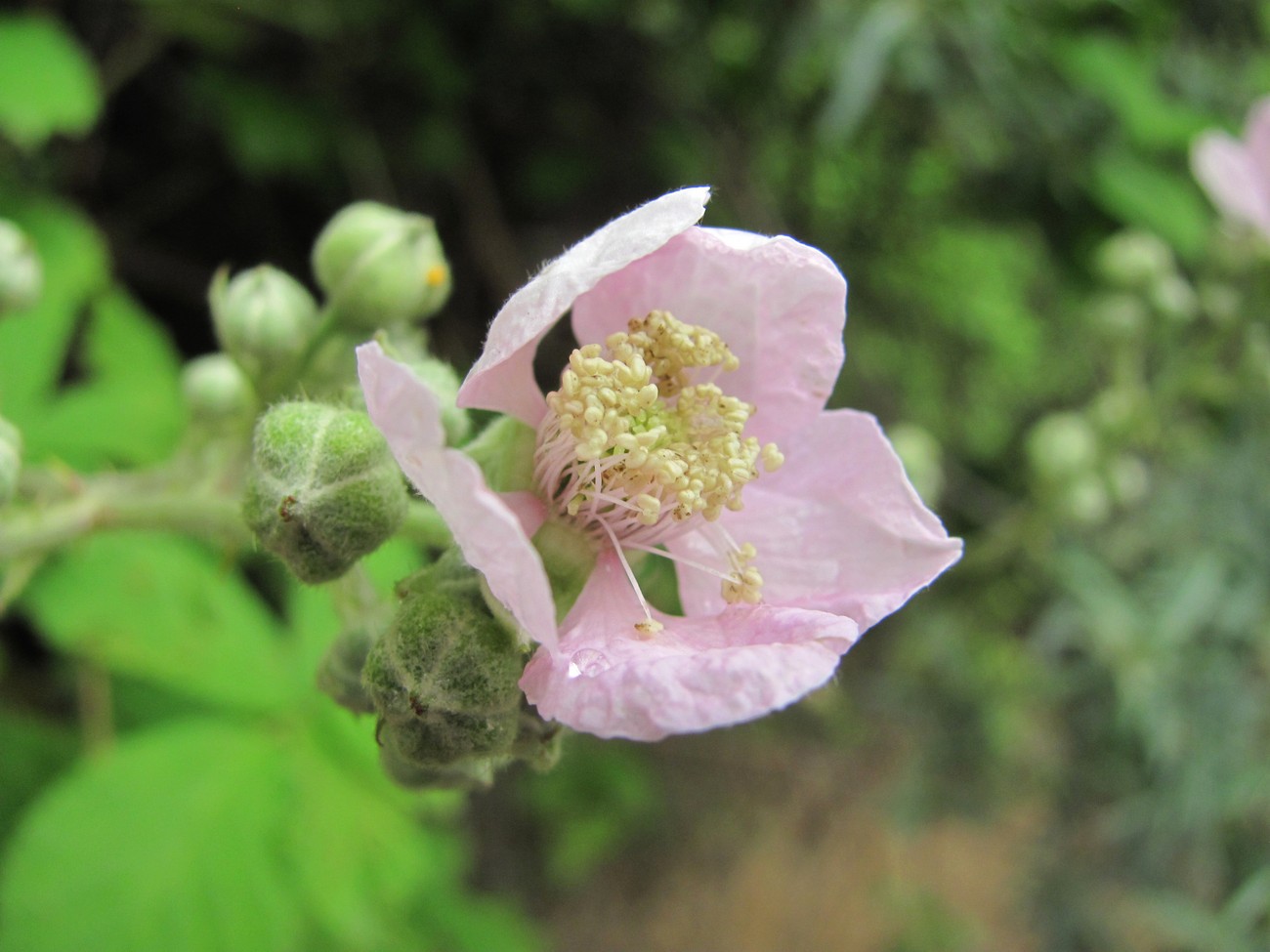 Изображение особи Rubus sanctus.