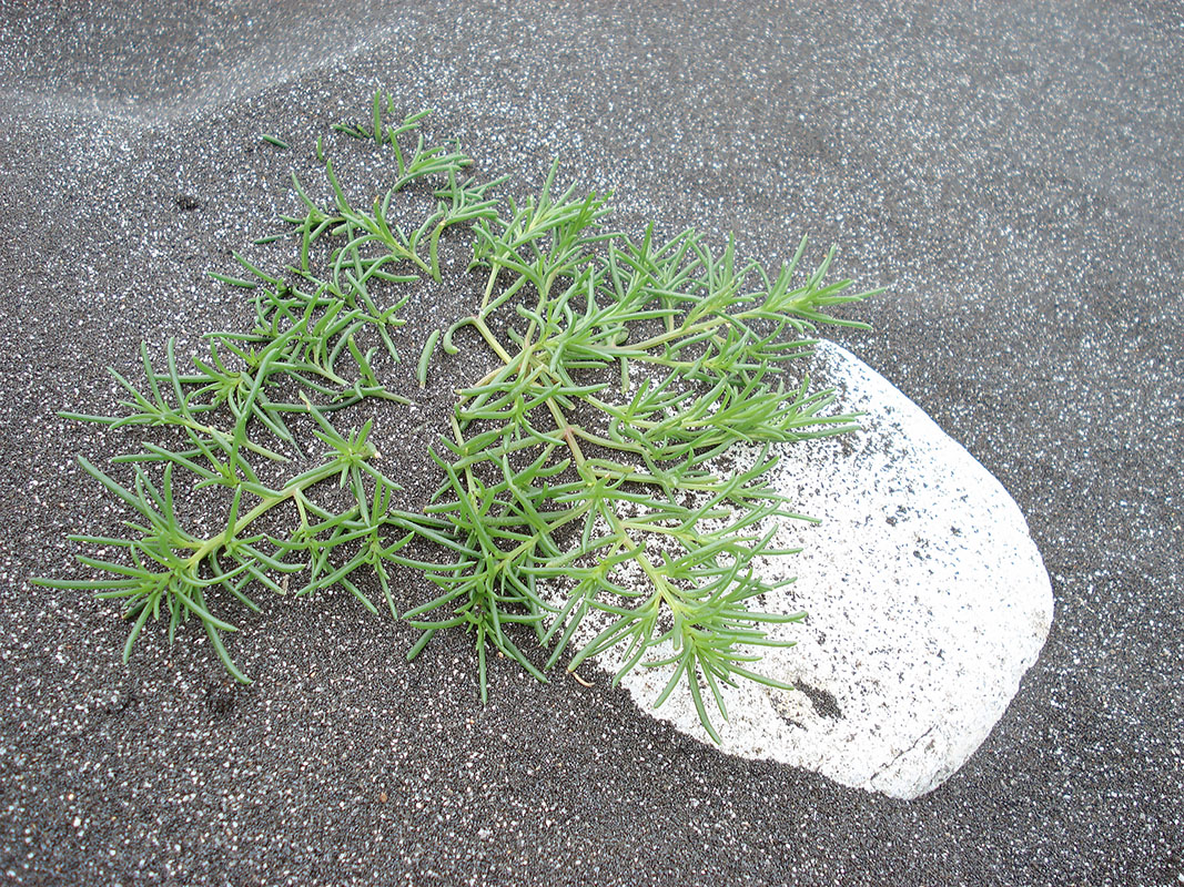 Image of Salsola komarovii specimen.