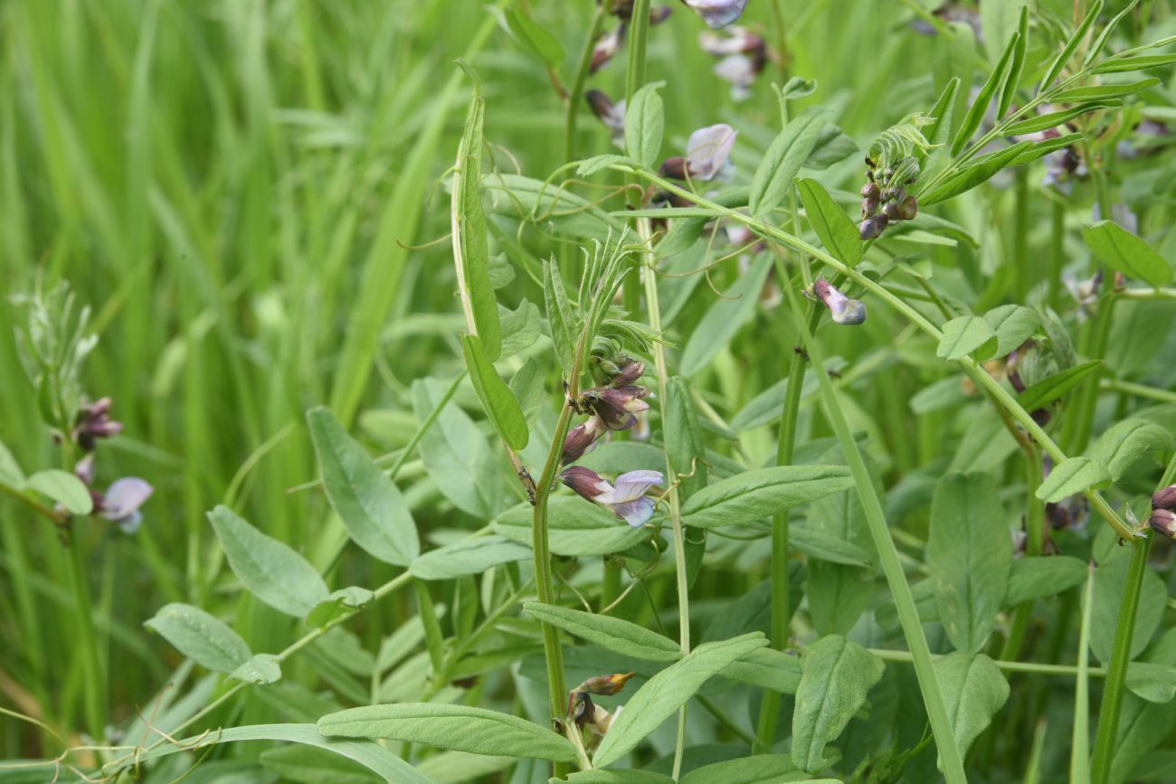 Изображение особи Vicia sepium.