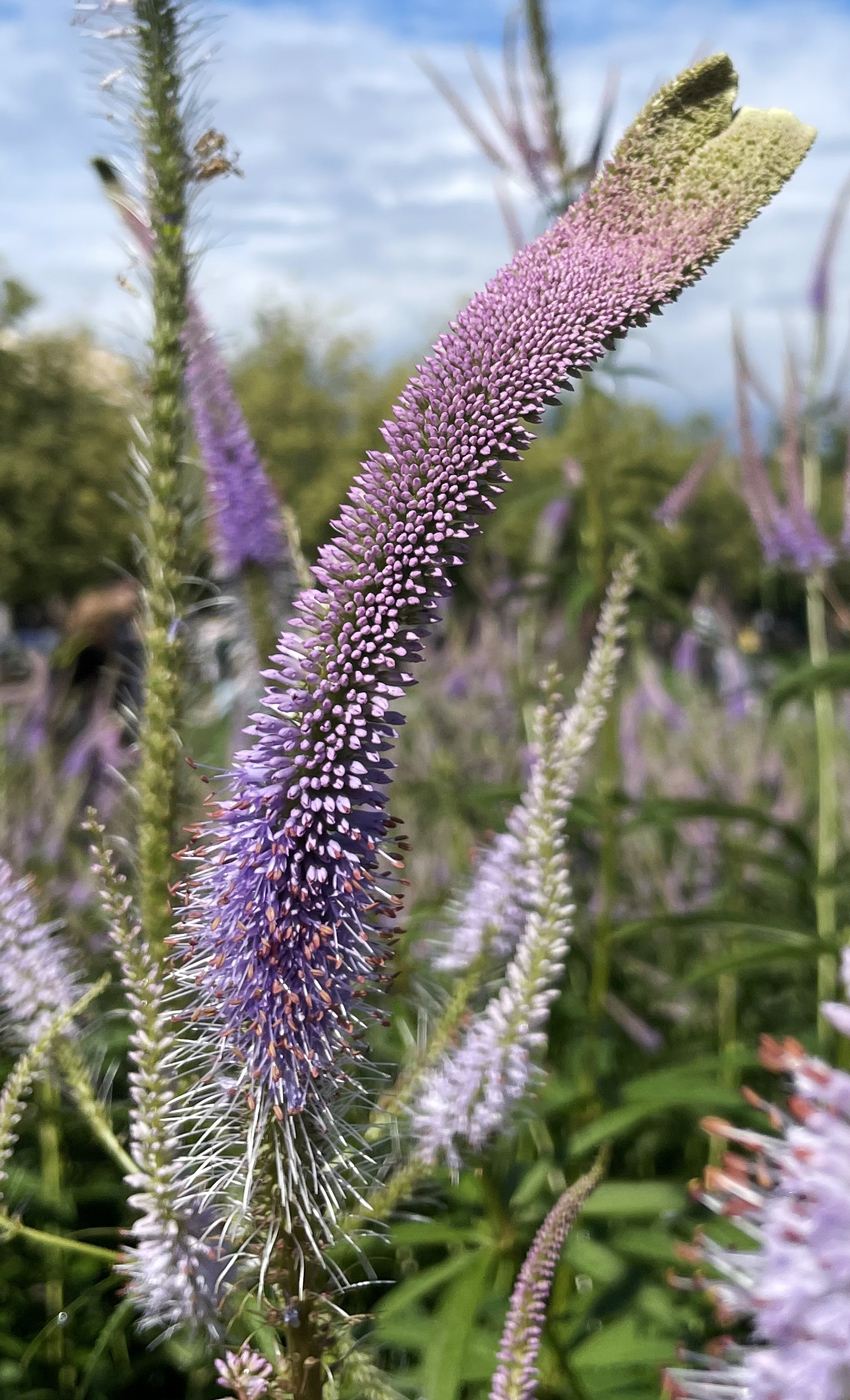 Изображение особи Veronicastrum virginicum.