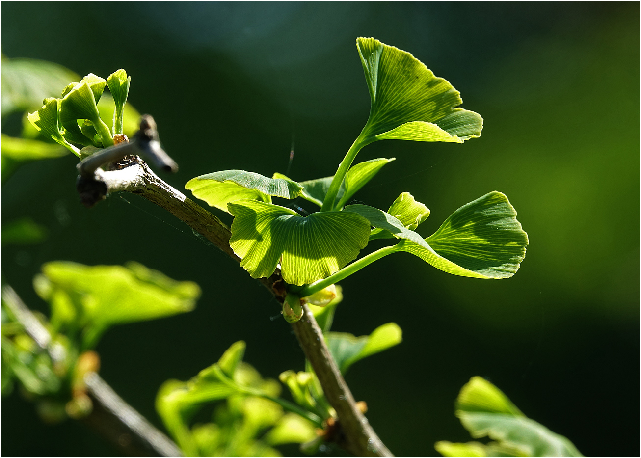 Изображение особи Ginkgo biloba.