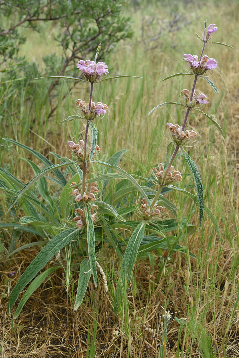 Image of Phlomis salicifolia specimen.