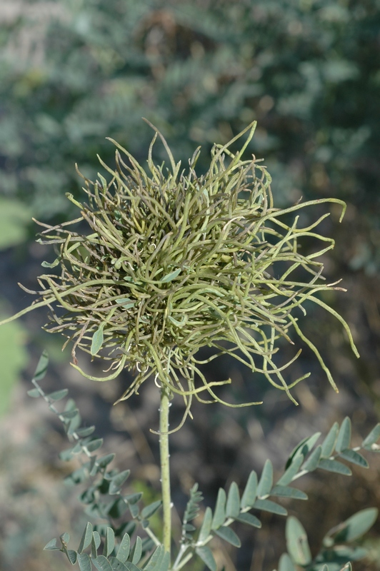 Image of Pseudosophora alopecuroides specimen.