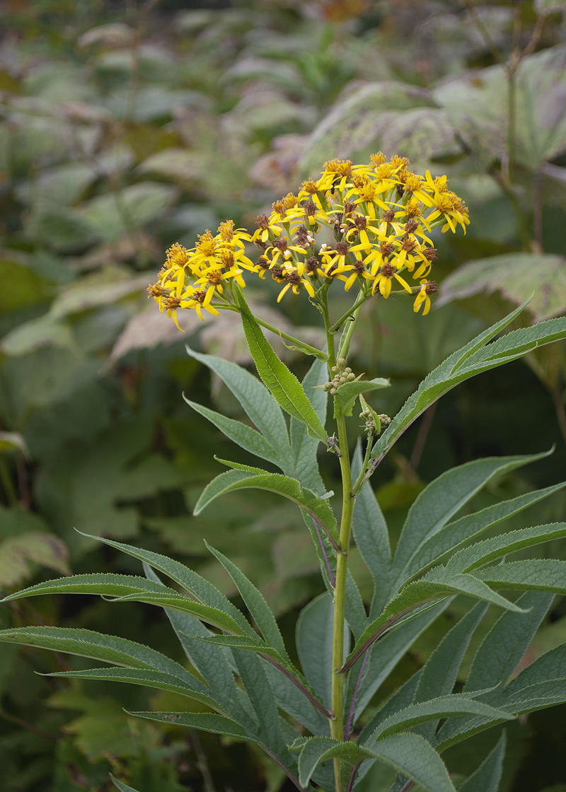 Изображение особи Senecio cannabifolius.