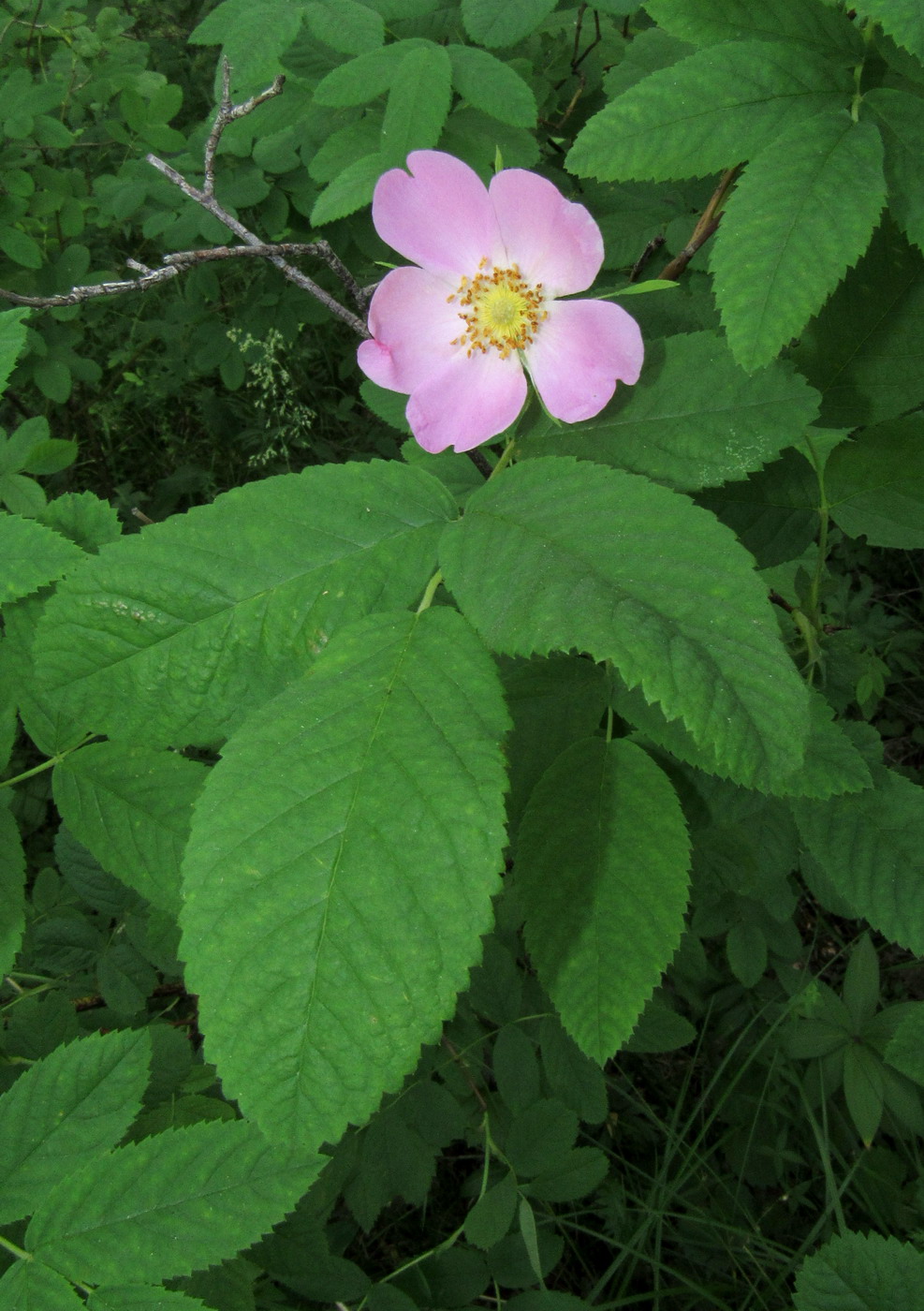 Изображение особи Rosa balachtensis.