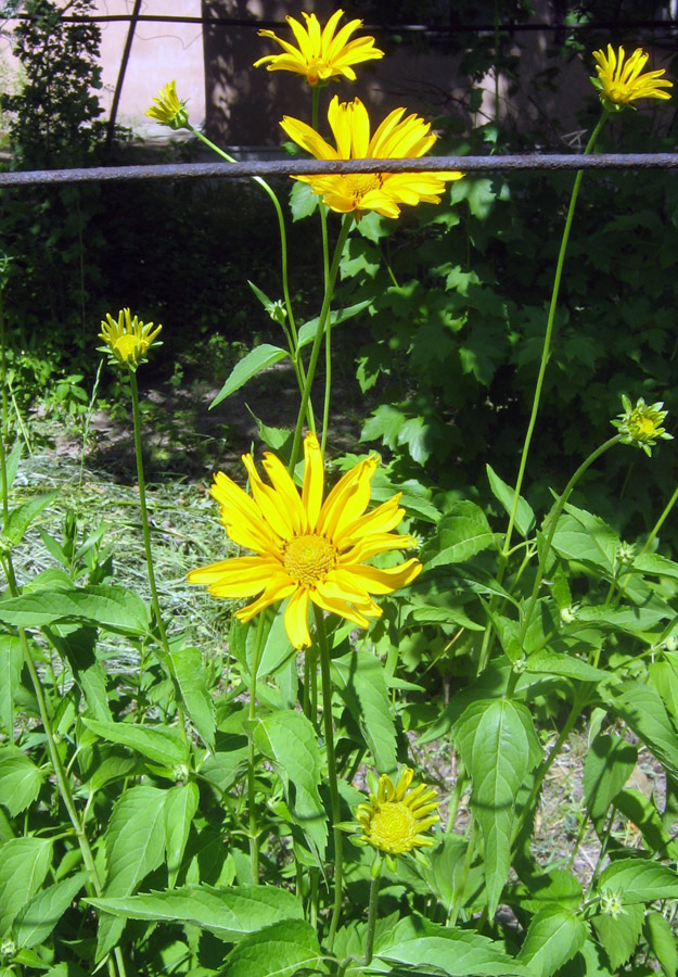 Image of familia Asteraceae specimen.