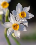 Narcissus tazetta. Цветки. Израиль, лесопарк Шоам. 11.12.2022.