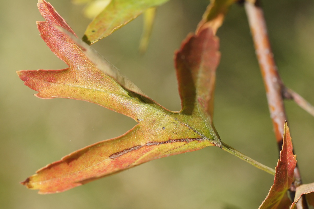 Изображение особи род Crataegus.