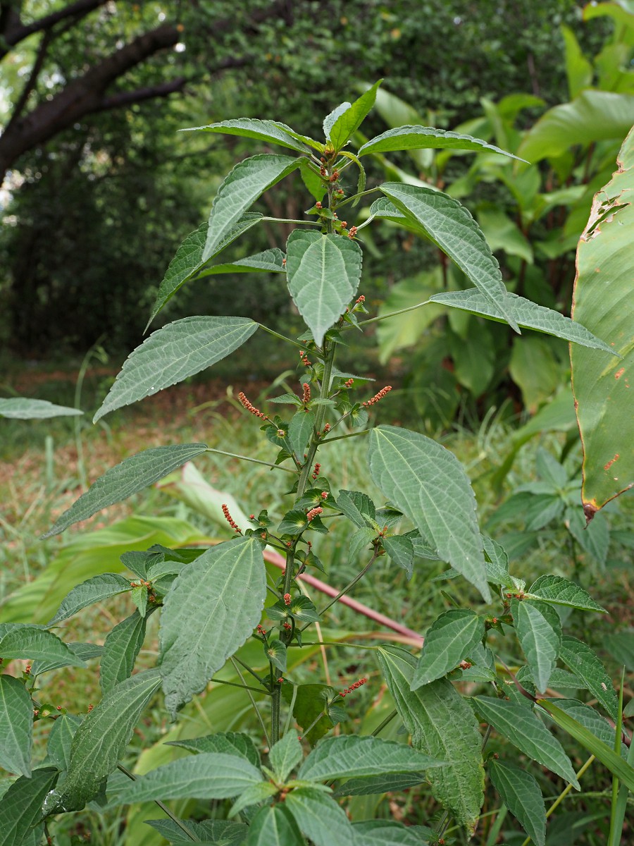 Image of Acalypha australis specimen.