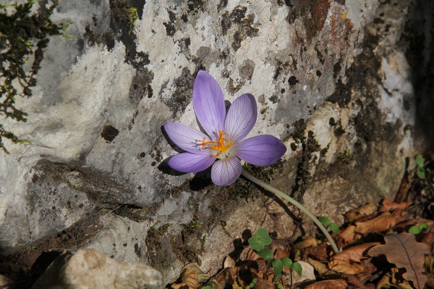 Image of Crocus speciosus specimen.