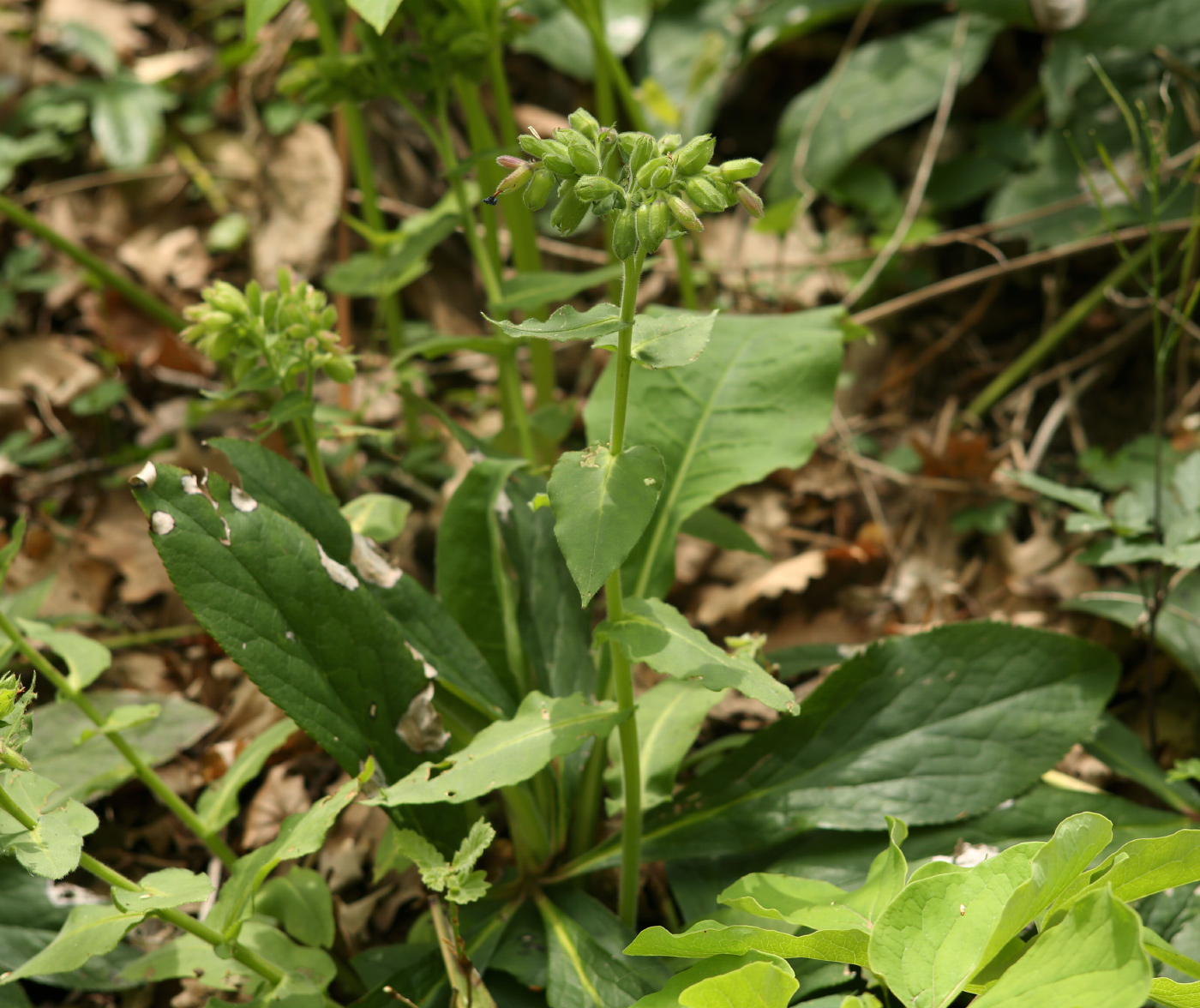 Image of Pulmonaria mollis specimen.