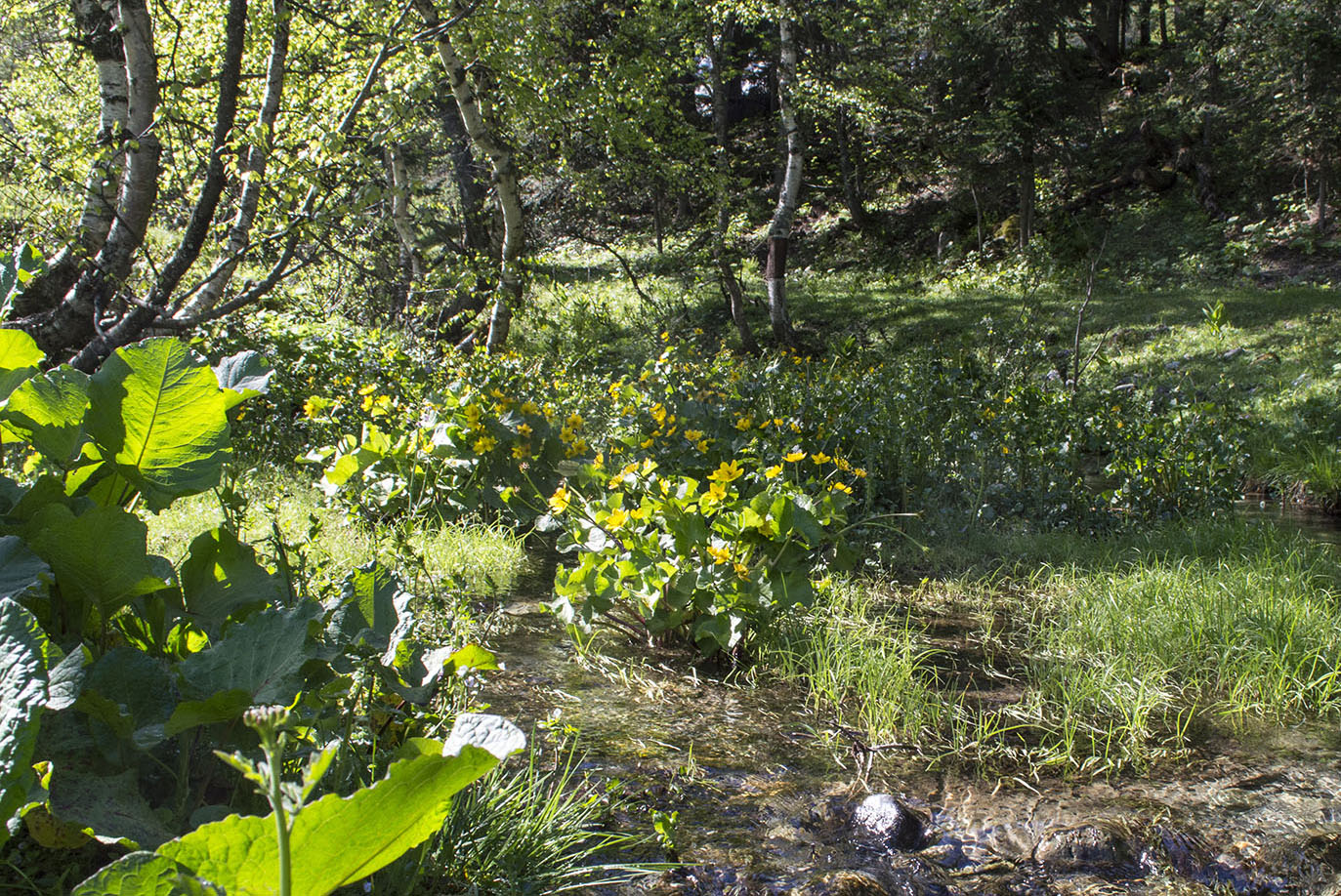 Изображение особи Caltha polypetala.