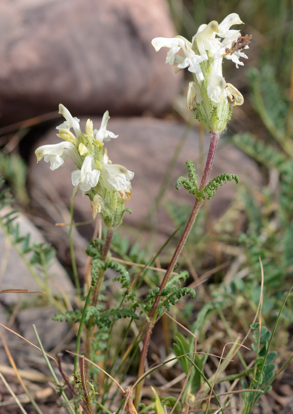 Image of Pedicularis ludwigii specimen.