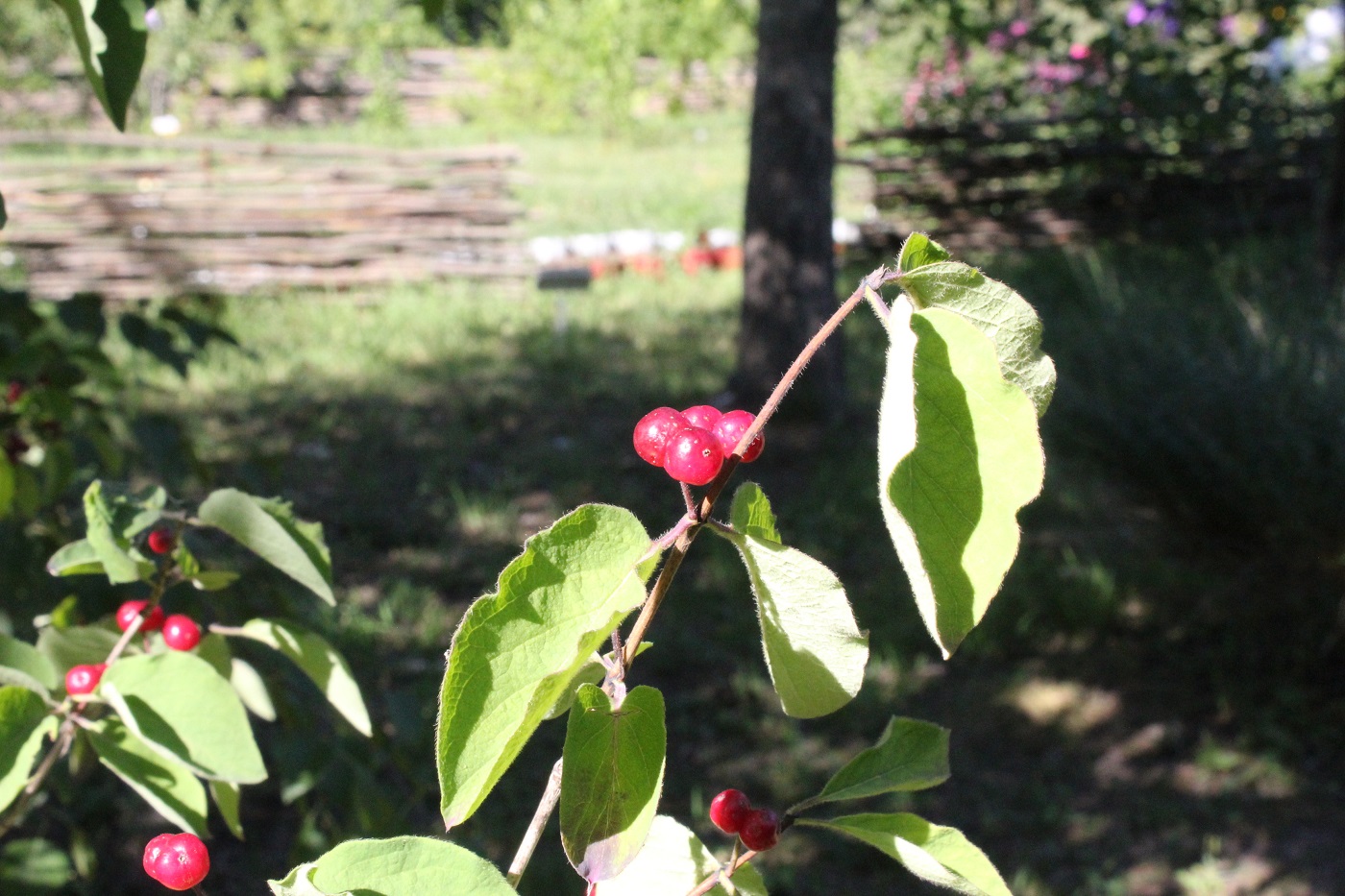 Image of Lonicera xylosteum specimen.