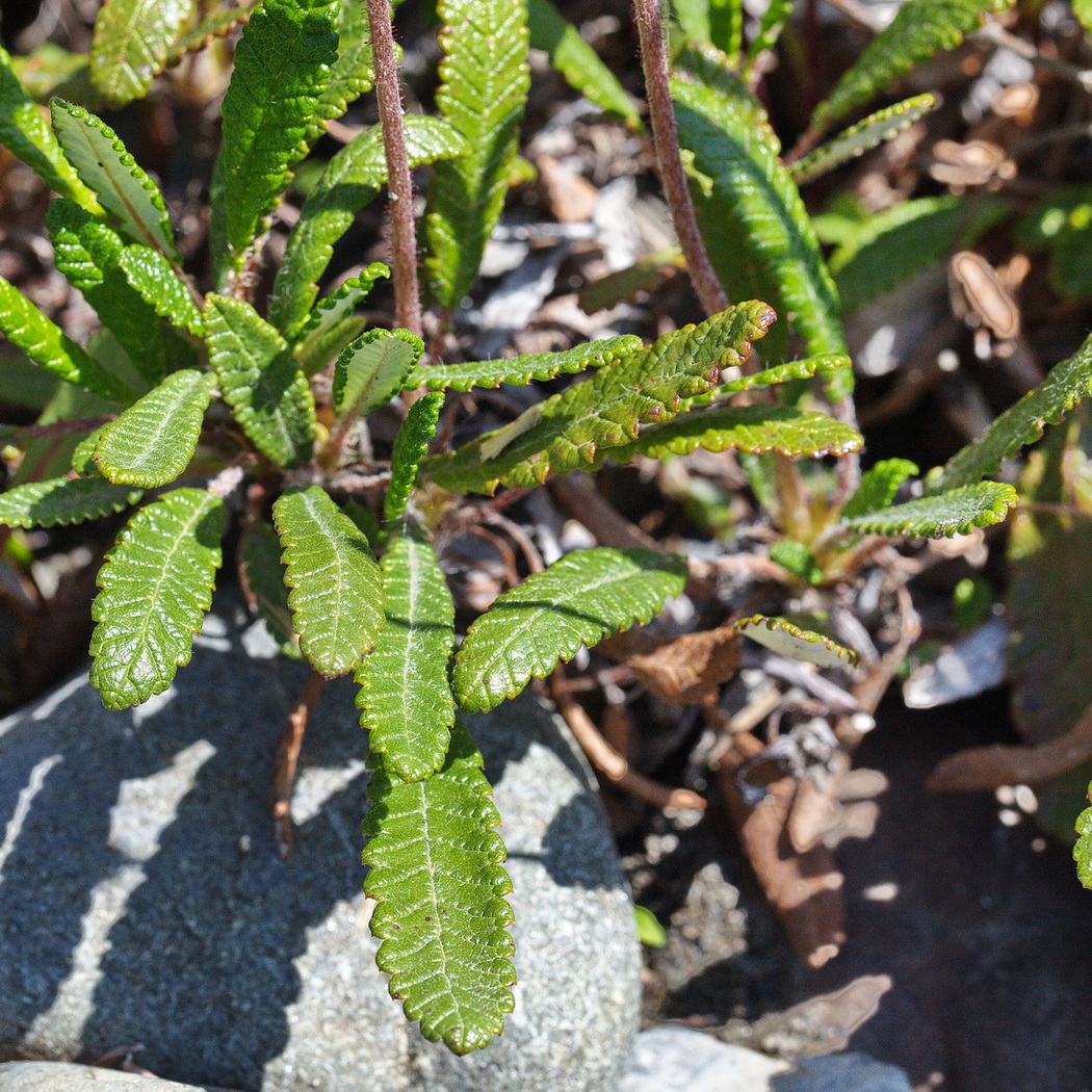 Image of genus Dryas specimen.