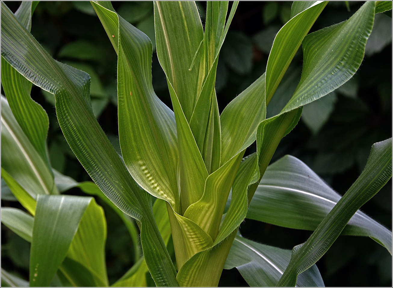 Image of Zea mays specimen.